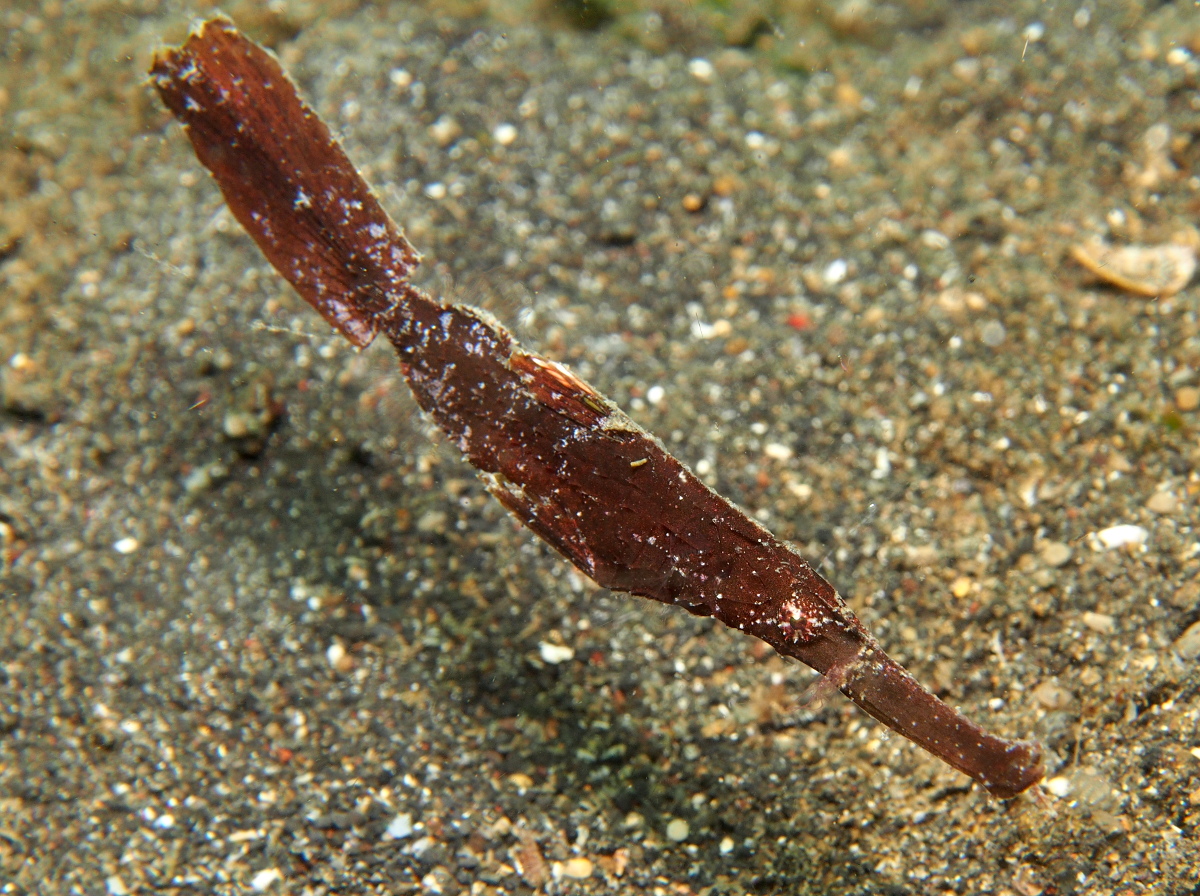 Robust Ghost Pipefish - Solenostomus cyanopterus