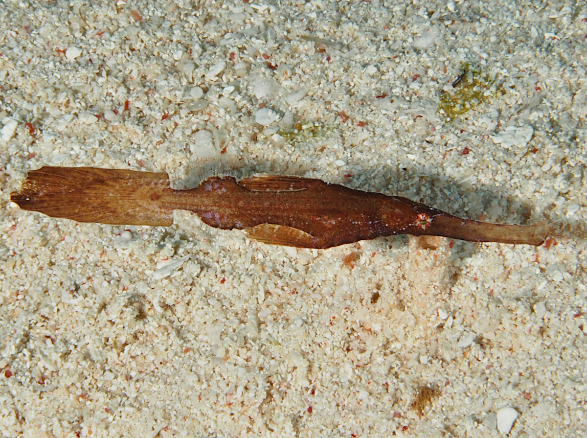 Robust Ghost Pipefish - Solenostomus cyanopterus