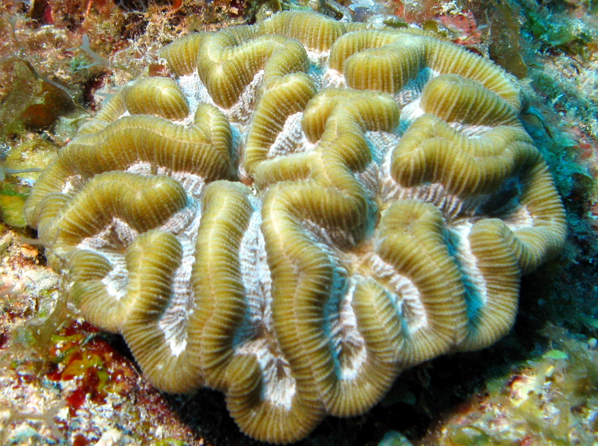 Rose Coral - Manicina areolata