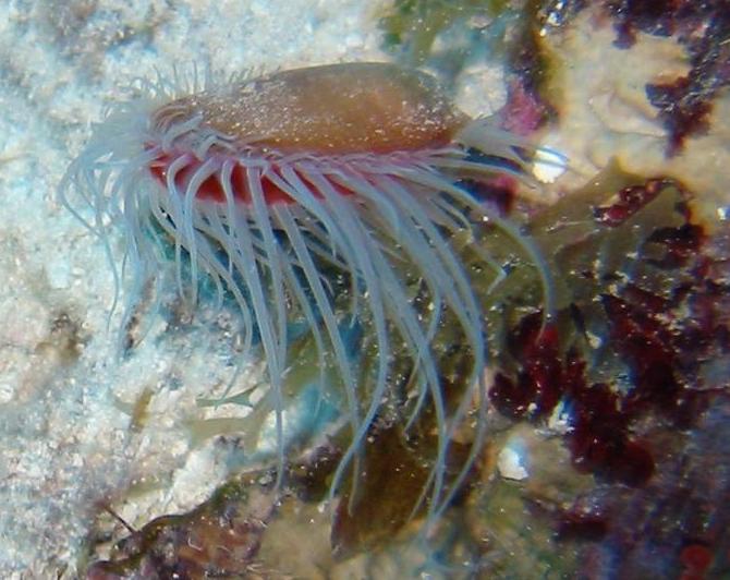 Rough Fileclam - Ctenoides scabra