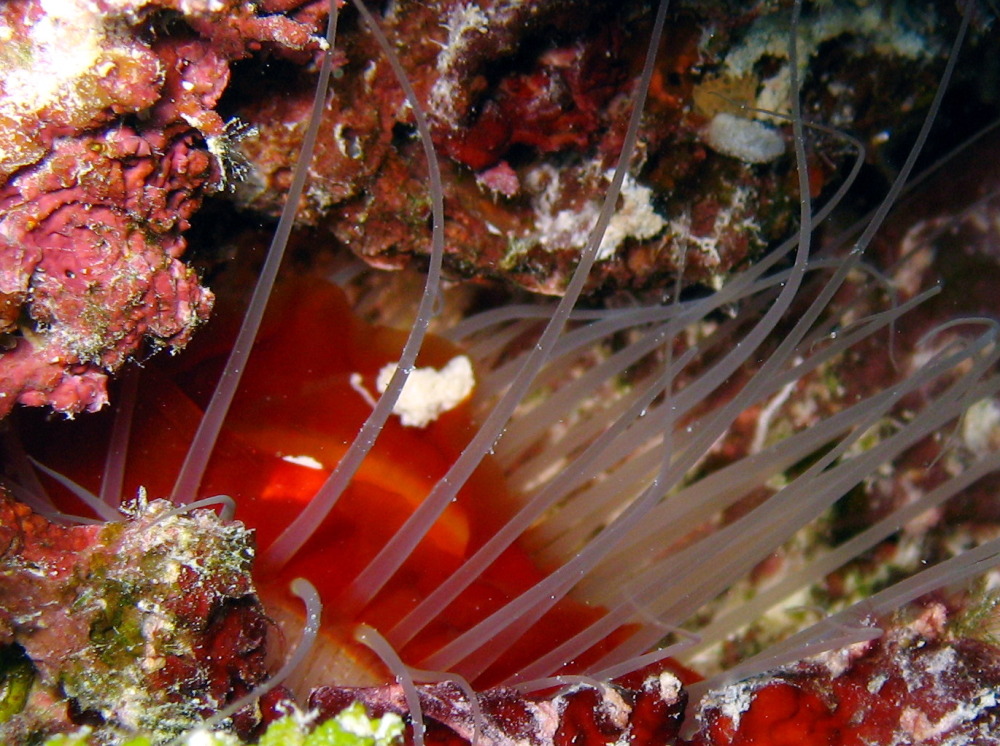 Rough Fileclam - Ctenoides scabra