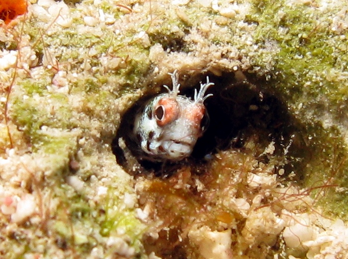 Roughhead Blenny - Acanthemblemaria aspera