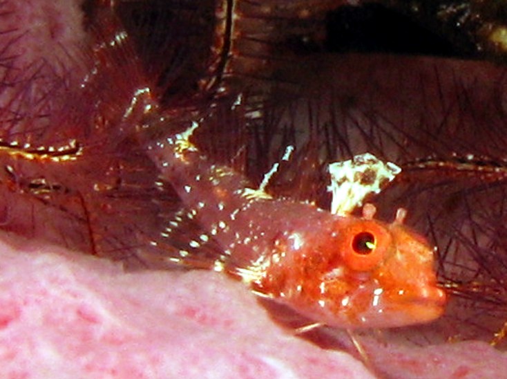 Roughhead Triplefin - Enneanectes boehlkei