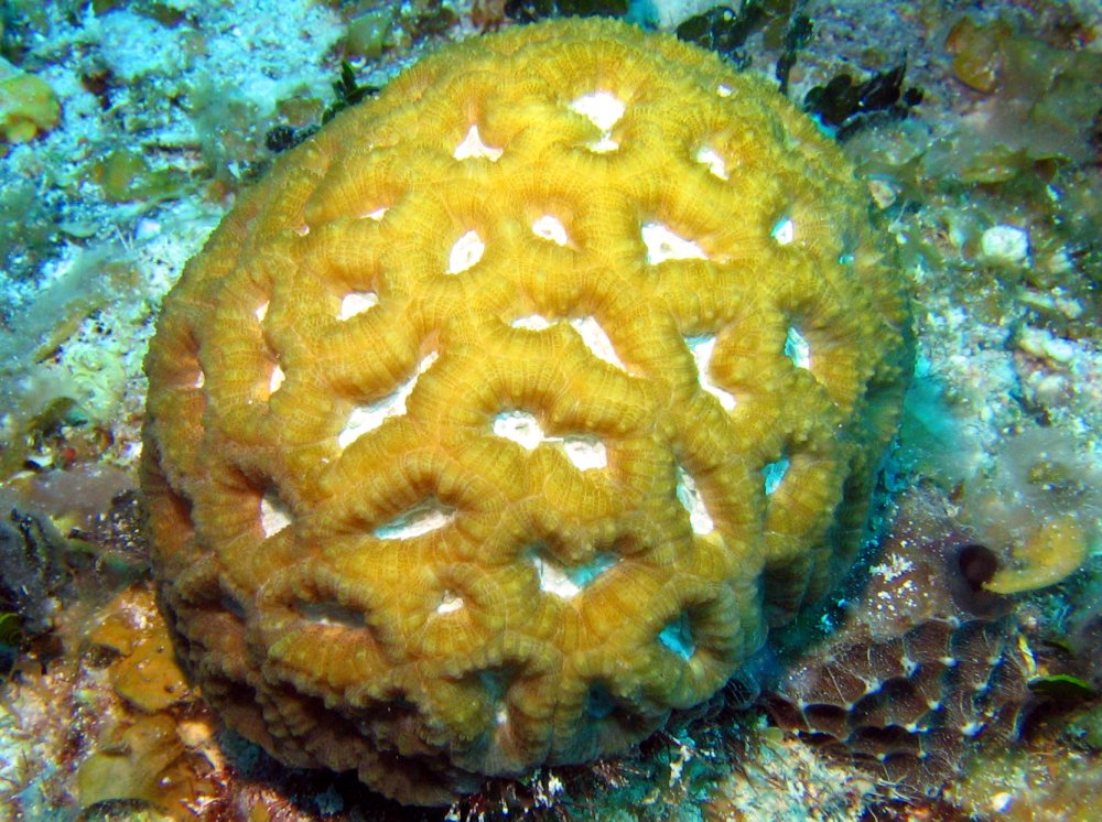 Rough Star Coral - Isophyllastrea rigida