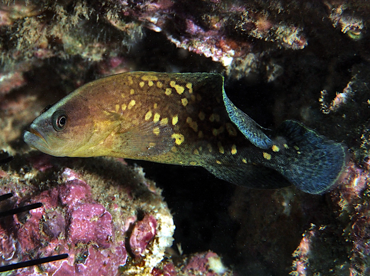 Mottled Soapfish - Rypticus bicolor