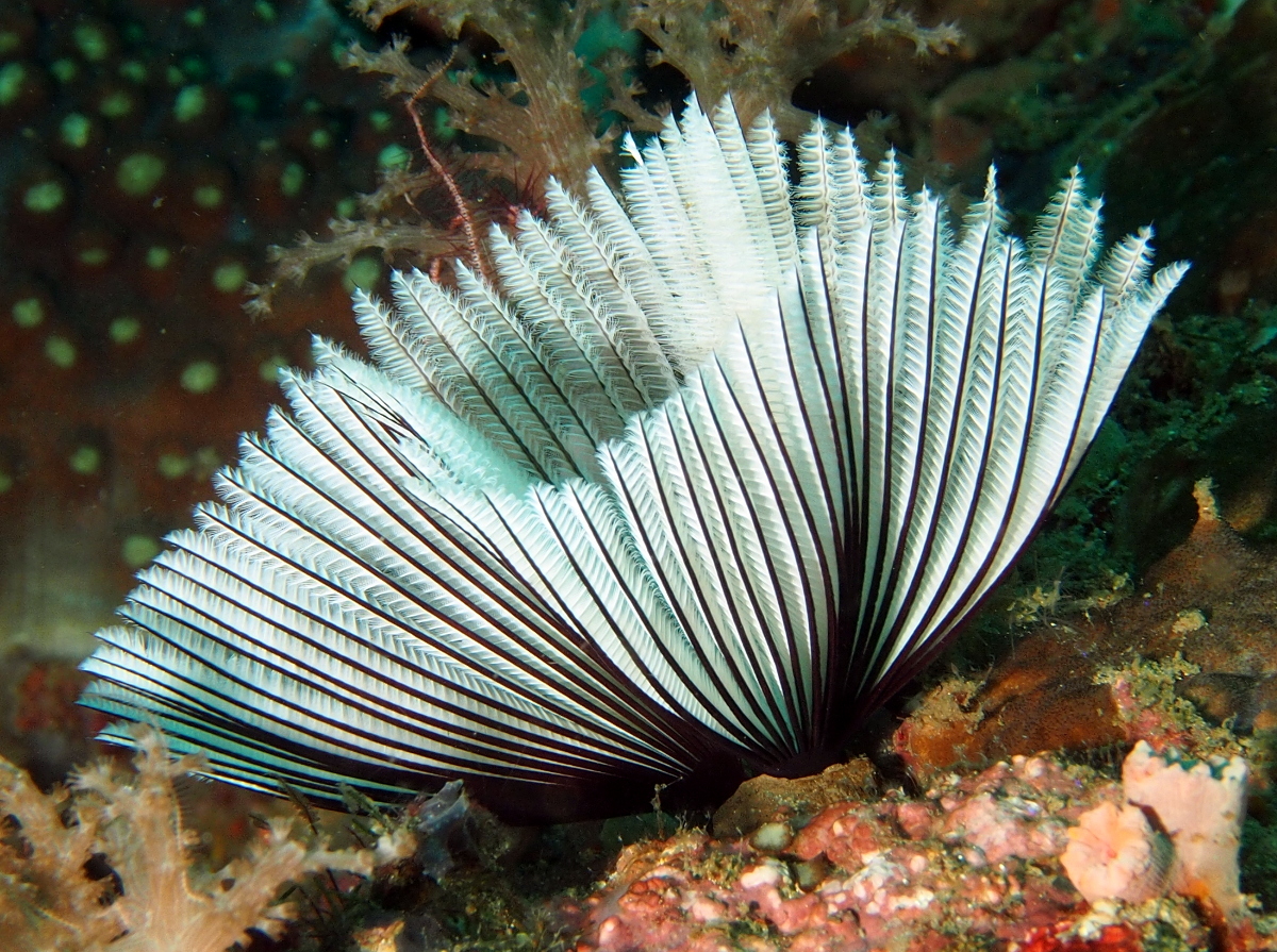 Common Feather Duster Worm - Sabellastarte sanctijosephi - Anilao, Philippines