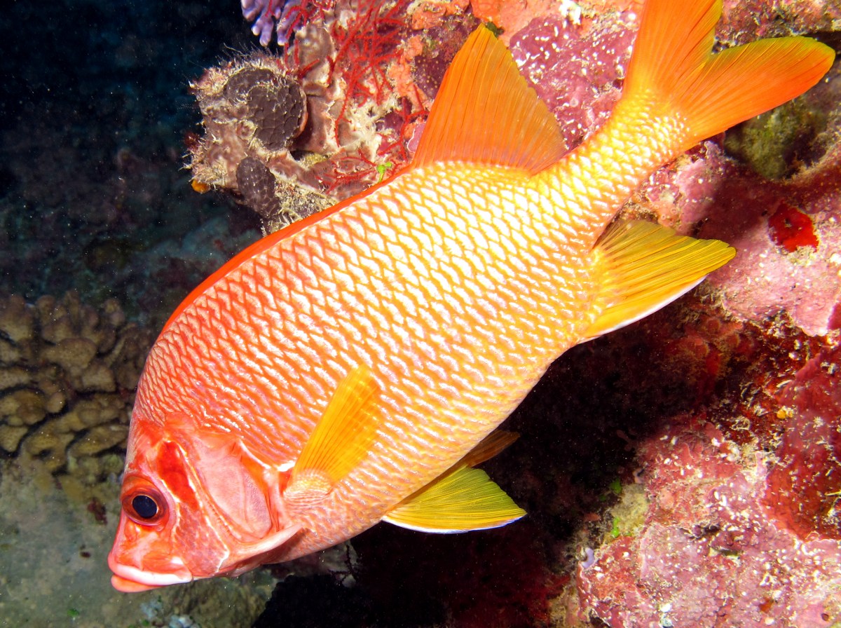 Sabre Squirrelfish - Sargocentron spiniferum