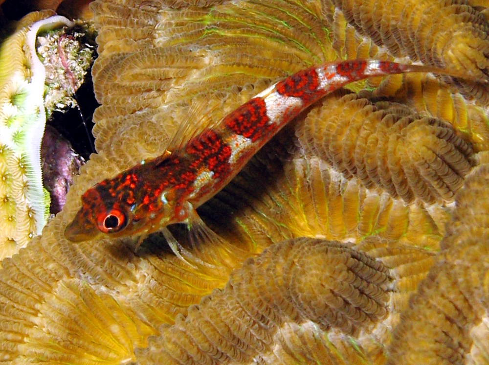 Saddled Blenny - Malacoctenus triangulatus