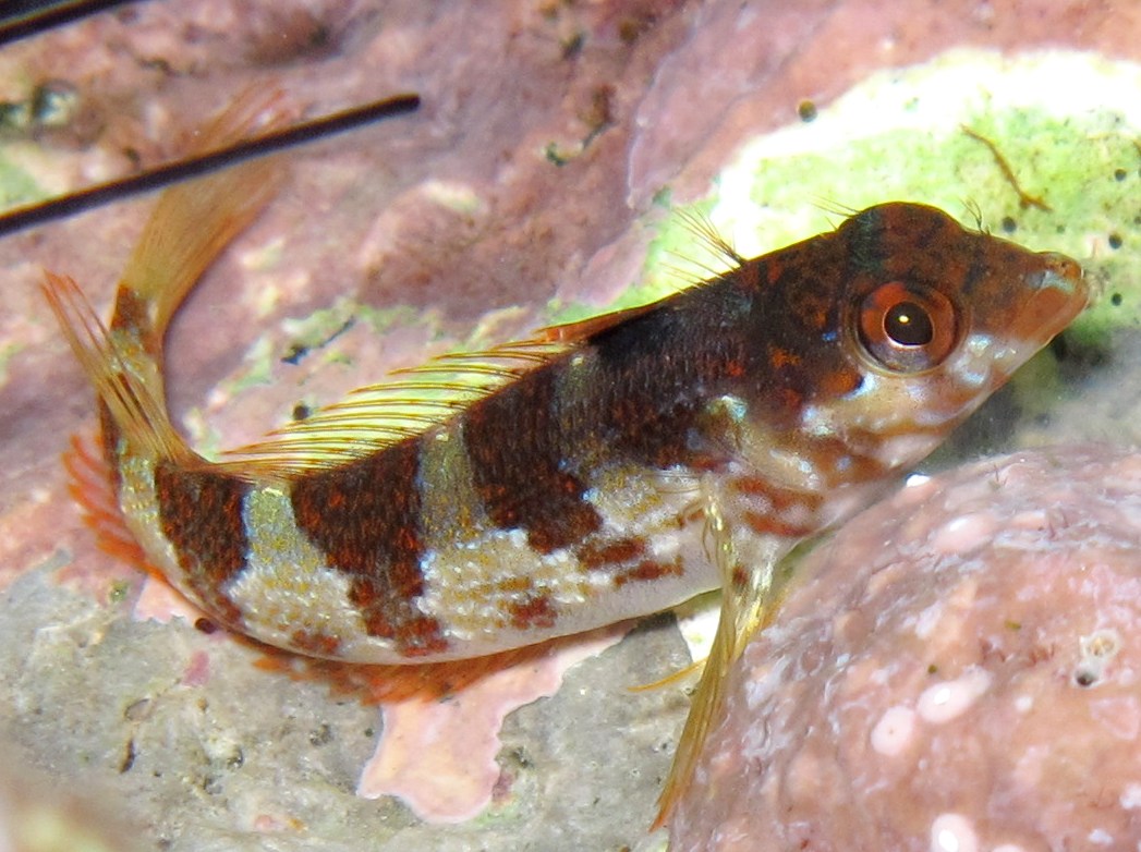 Saddled Blenny - Malacoctenus triangulatus