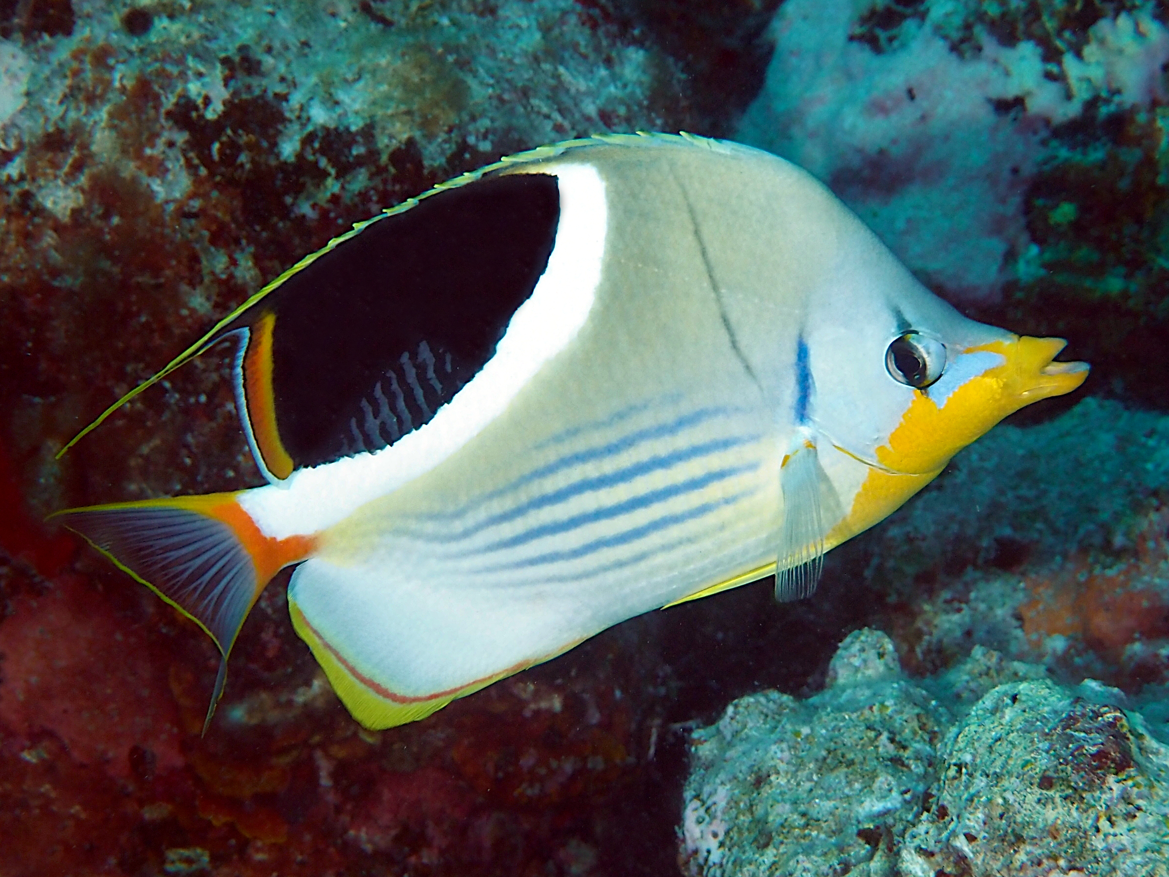 Saddled Butterflyfish - Chaetodon ephippium