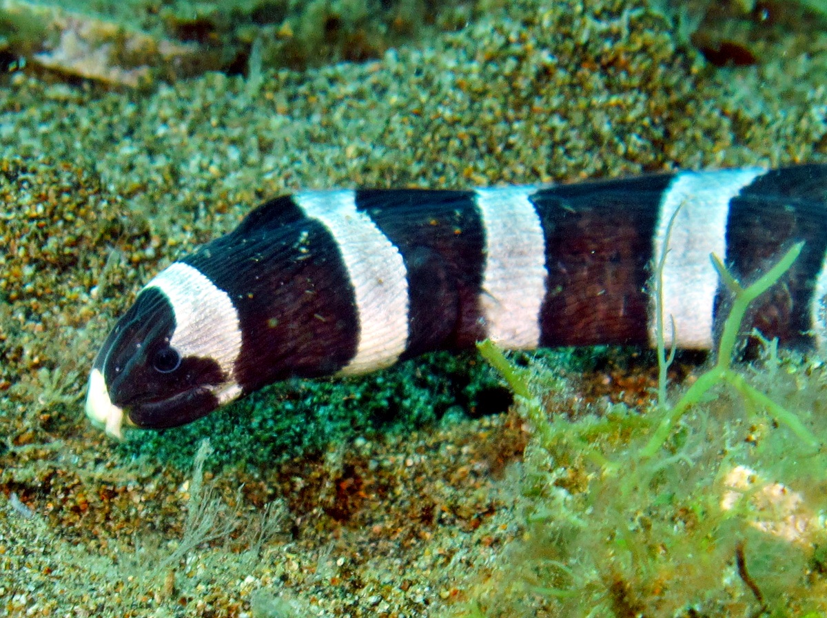 Saddled Snake Eel - Leiuranus semicinctus