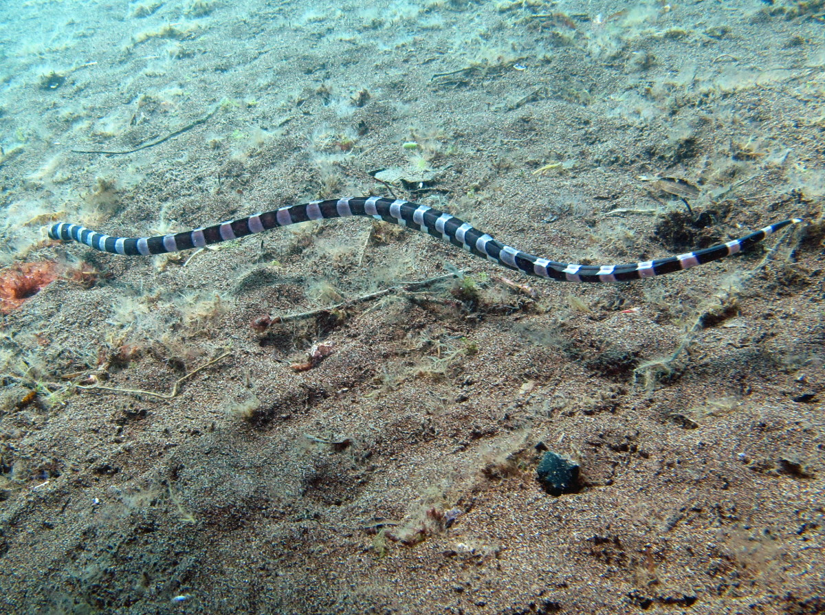 Saddled Snake Eel - Leiuranus semicinctus