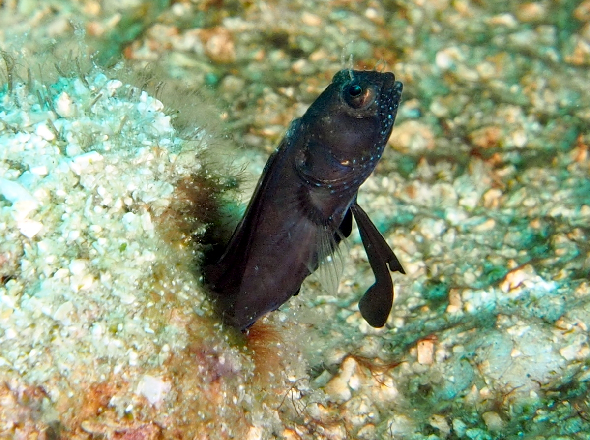 Sailfin Blenny - Emblemaria pandionis