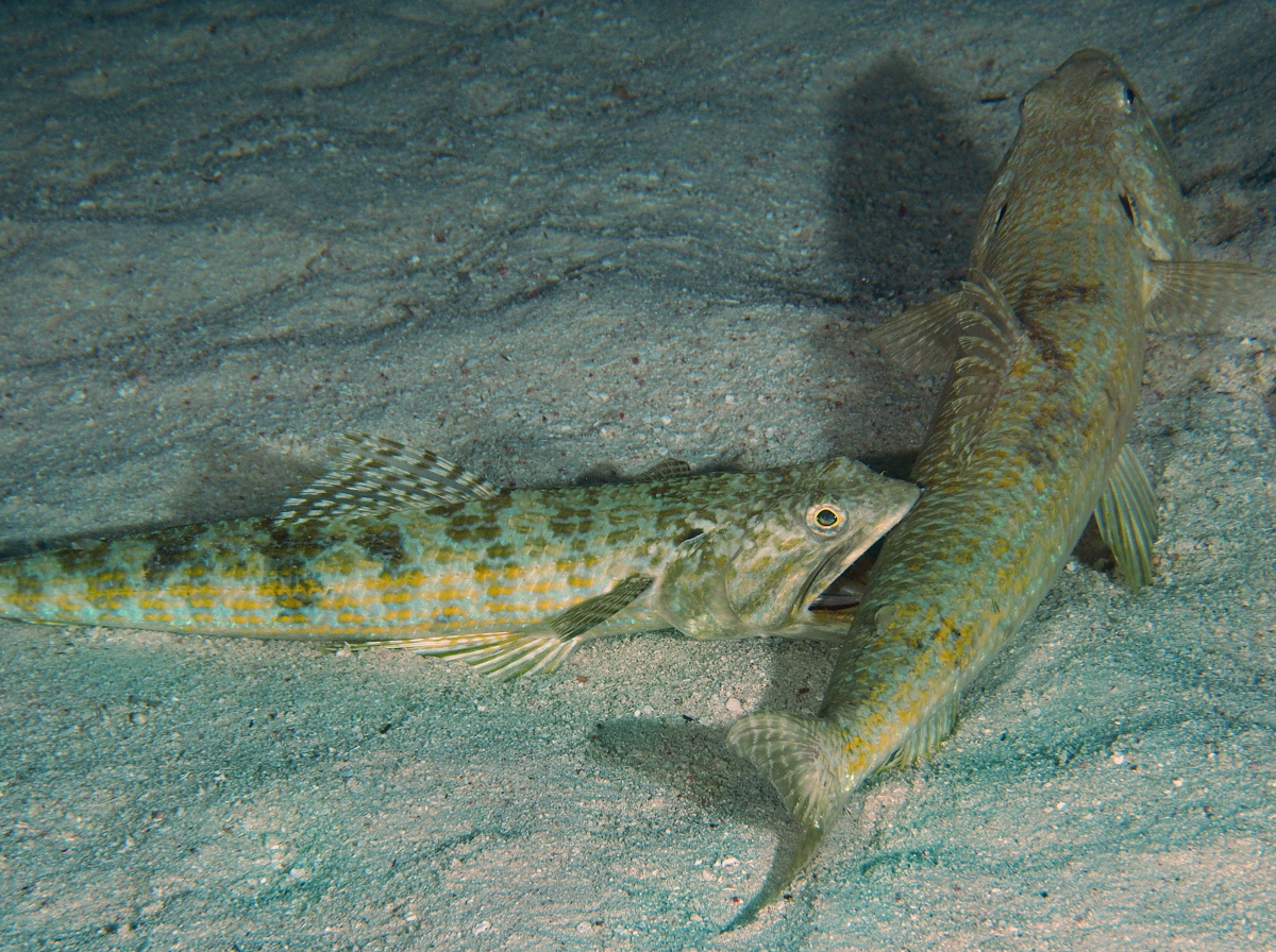 Sand Diver - Synodus intermedius