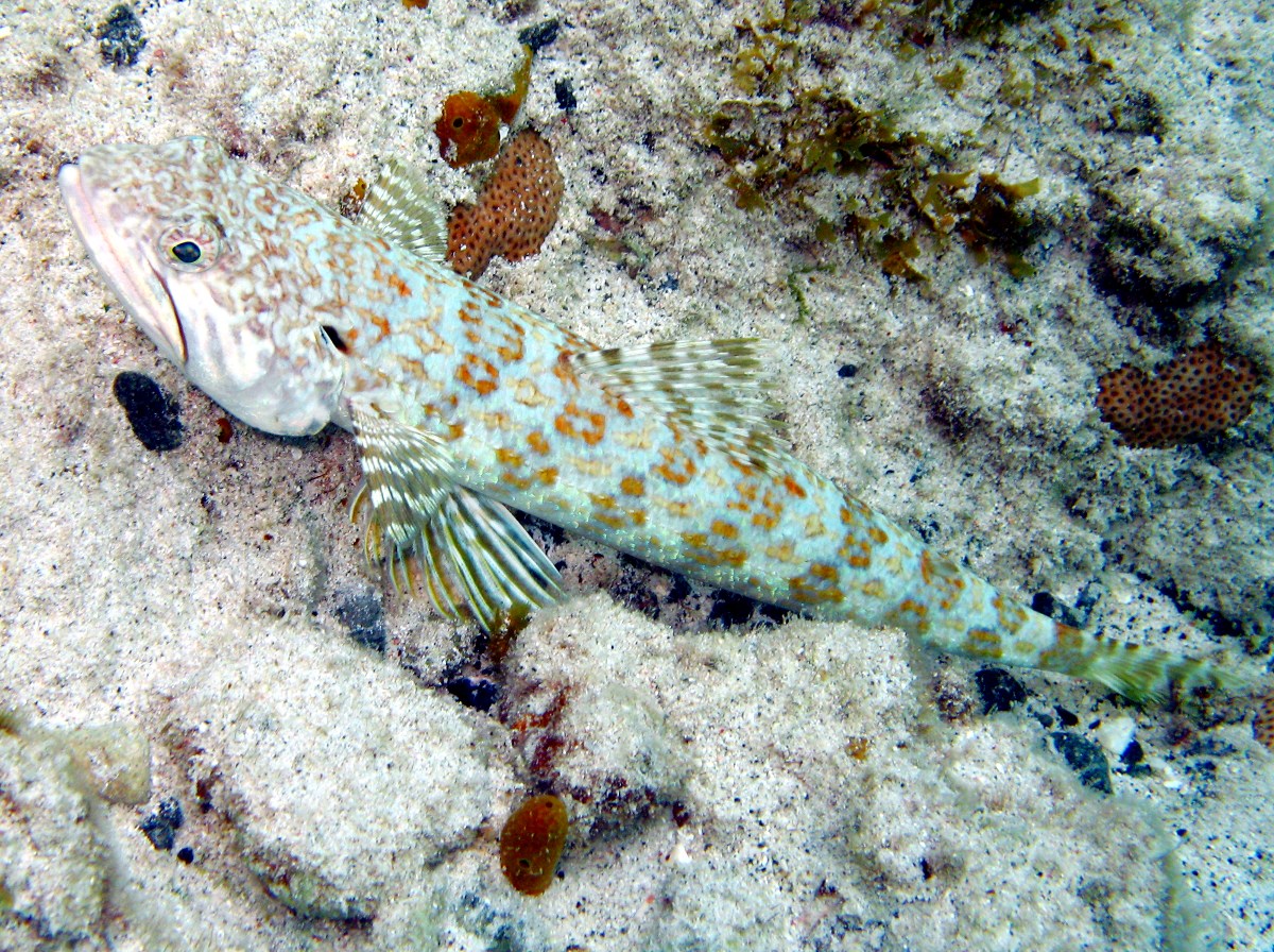 Sand Diver - Synodus intermedius