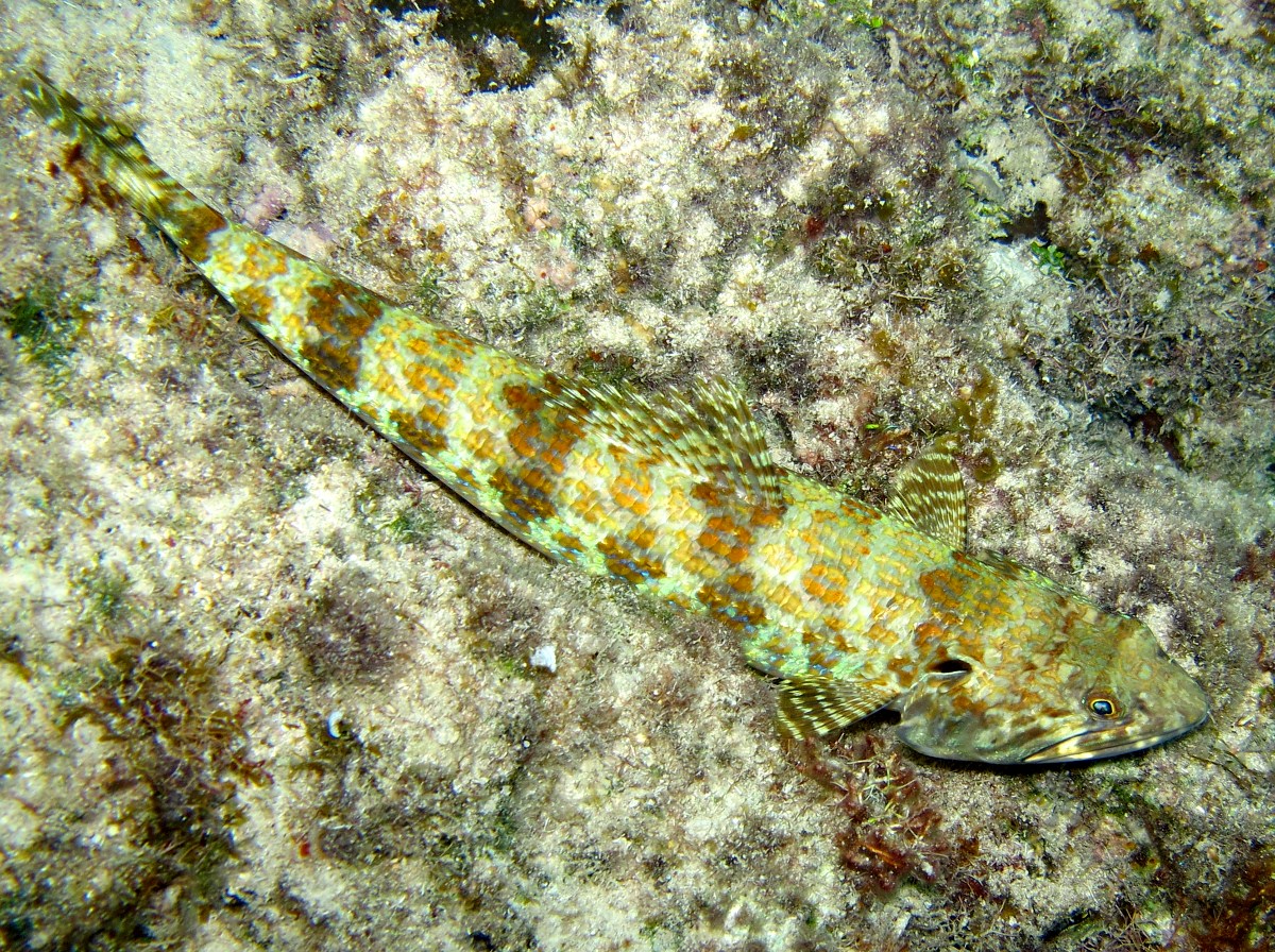Sand Diver - Synodus intermedius