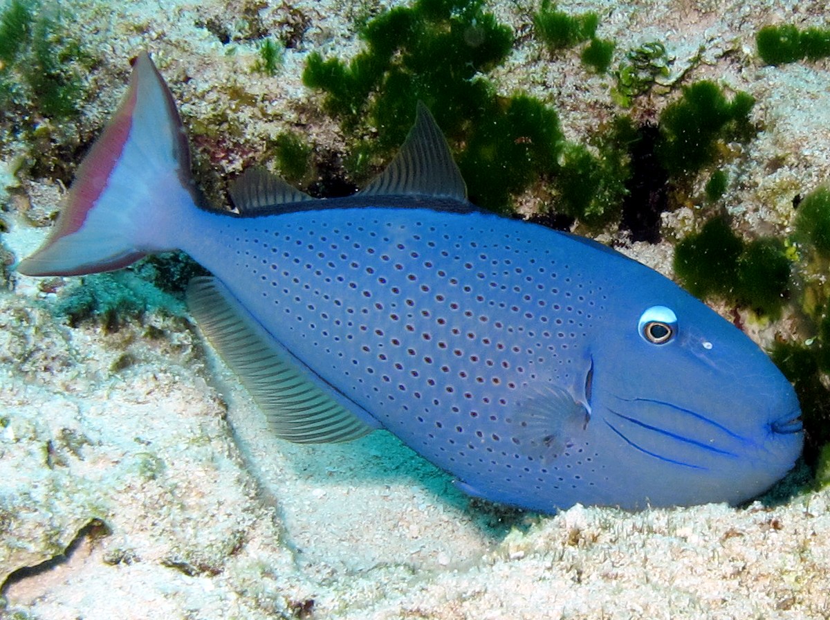 Sargassum Triggerfish - Xanthichthys ringens