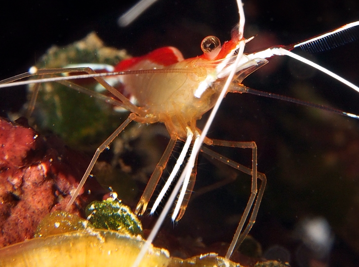 Scarlet-Striped Cleaning Shrimp - Lysmata grabhami