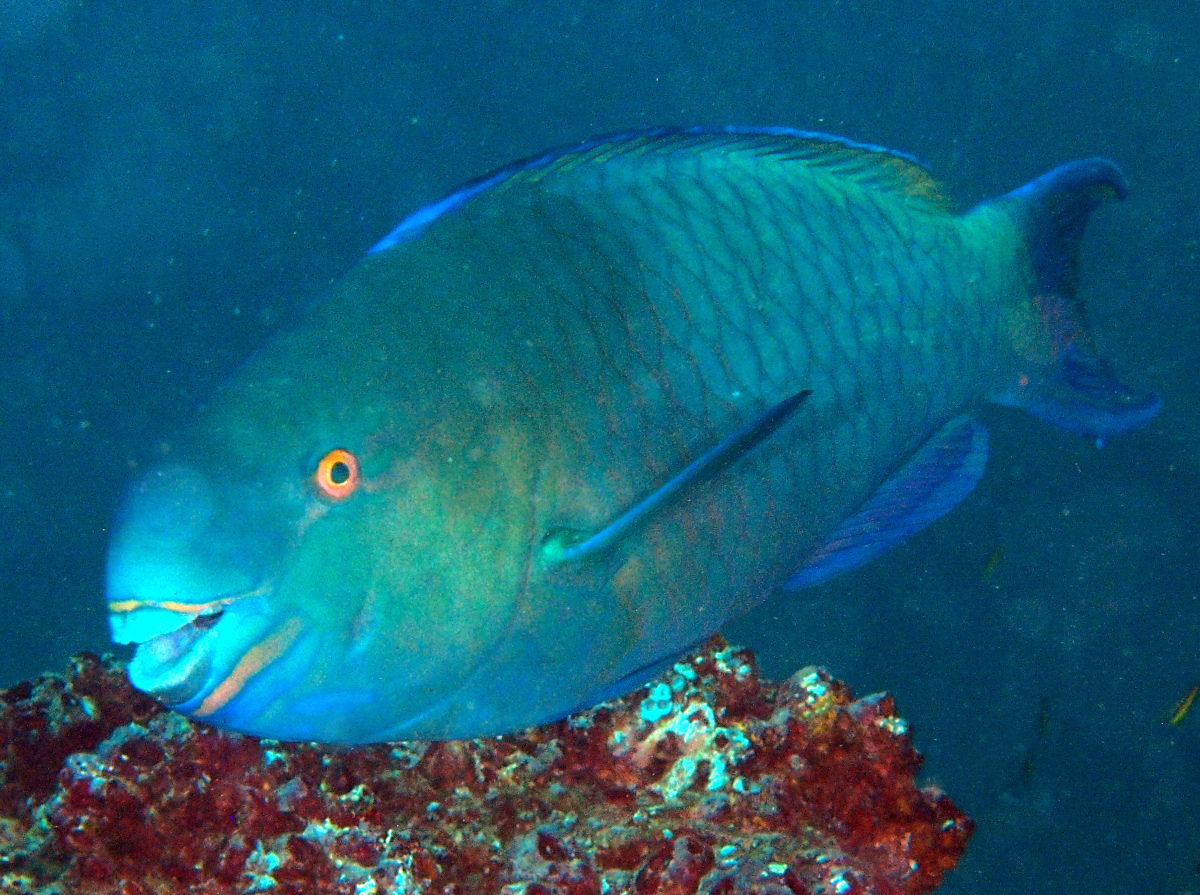 Redlip Parrotfish - Scarus rubroviolaceus