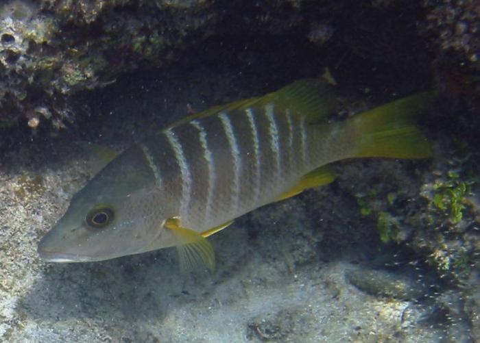 Schoolmaster Snapper - Lutjanus apodus