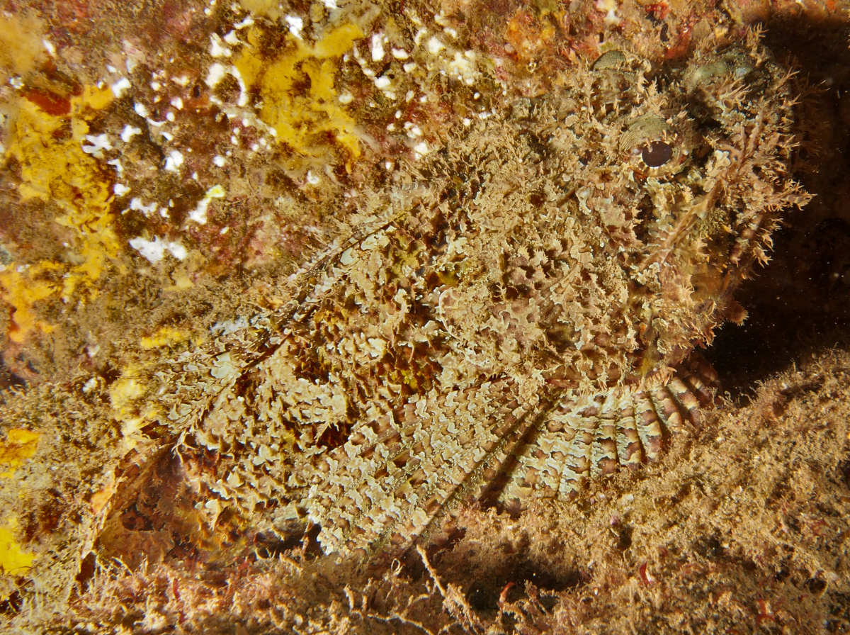 Pacific Spotted Scorpionfish - Scorpaena mystes