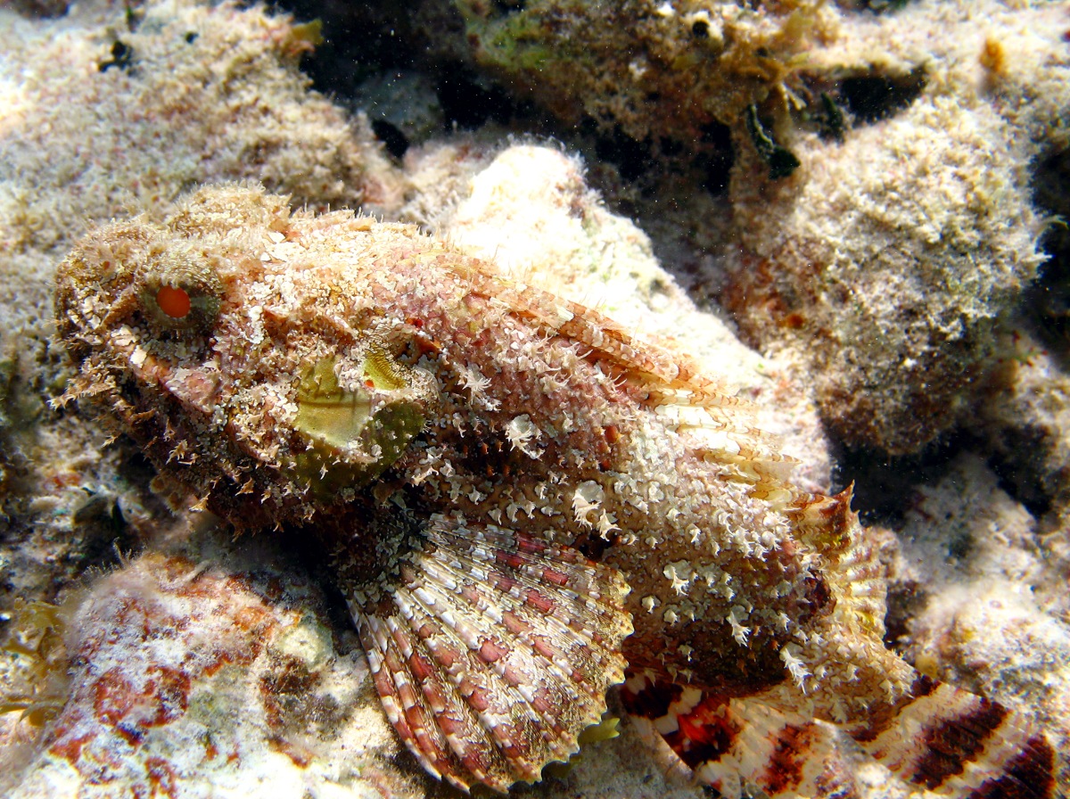 Spotted Scorpionfish - Scorpaena plumieri