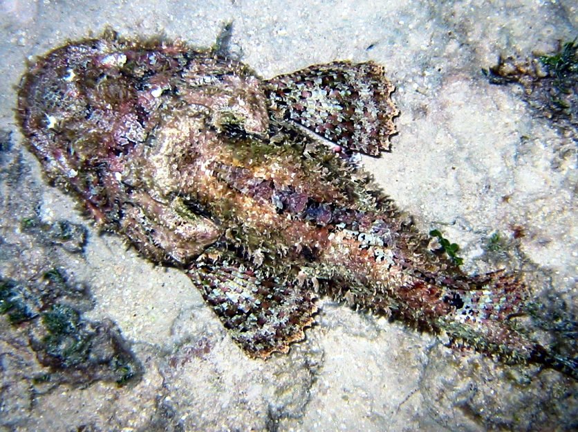 Spotted Scorpionfish - Scorpaena plumieri