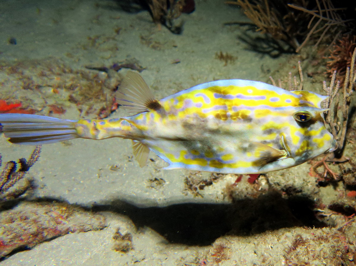 Scrawled Cowfish - Acanthostracion quadricornis