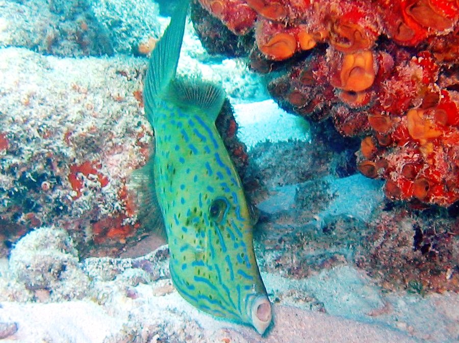 Scrawled Filefish - Aluterus scriptus