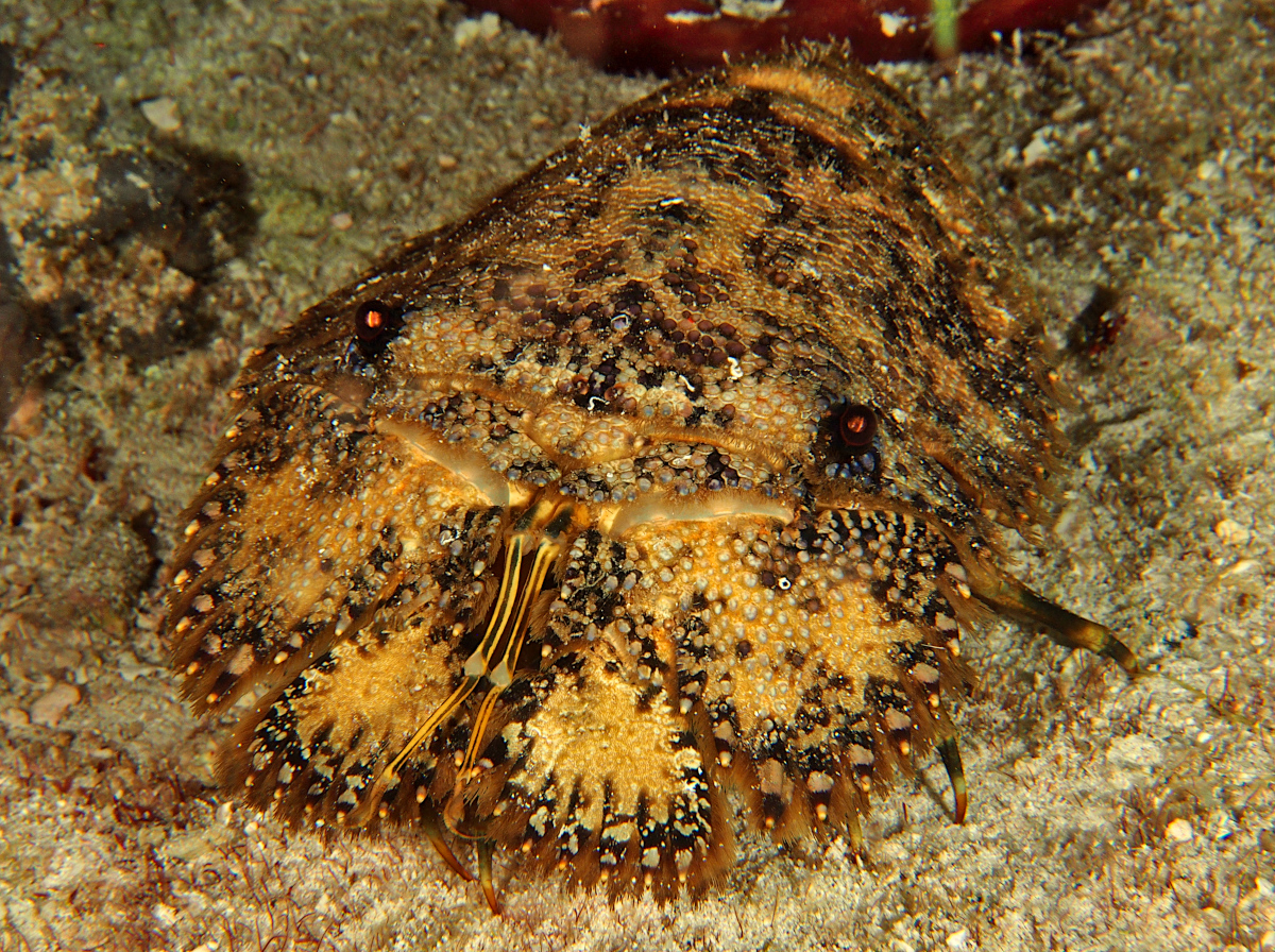 Sculptured Slipper Lobster - Parribacus antarcticus