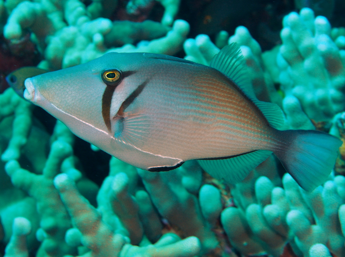 Scythe Triggerfish - Sufflamen bursa