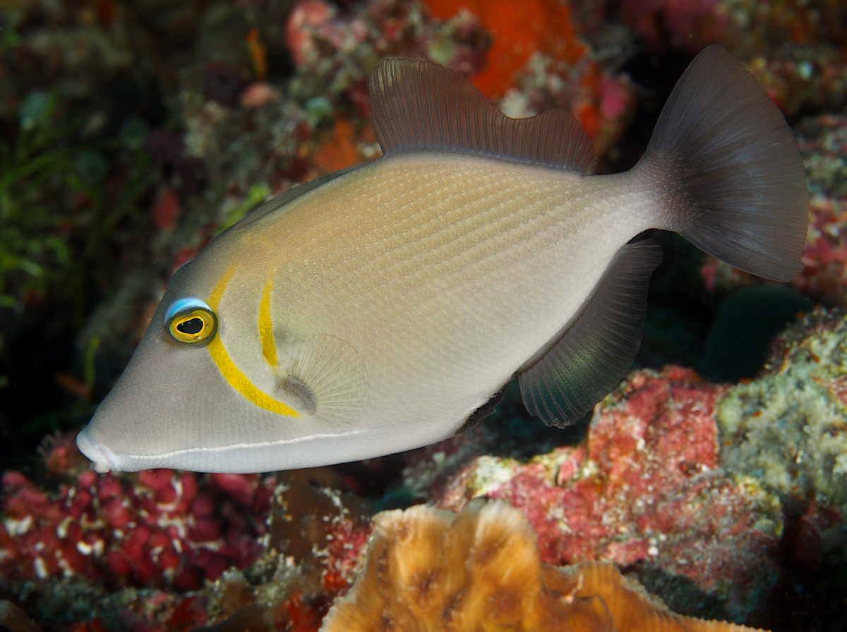 Scythe Triggerfish - Sufflamen bursa
