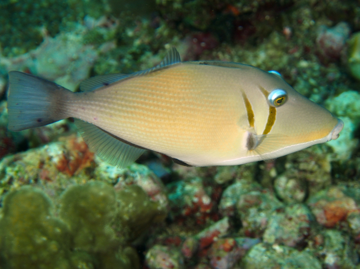 Scythe Triggerfish - Sufflamen bursa