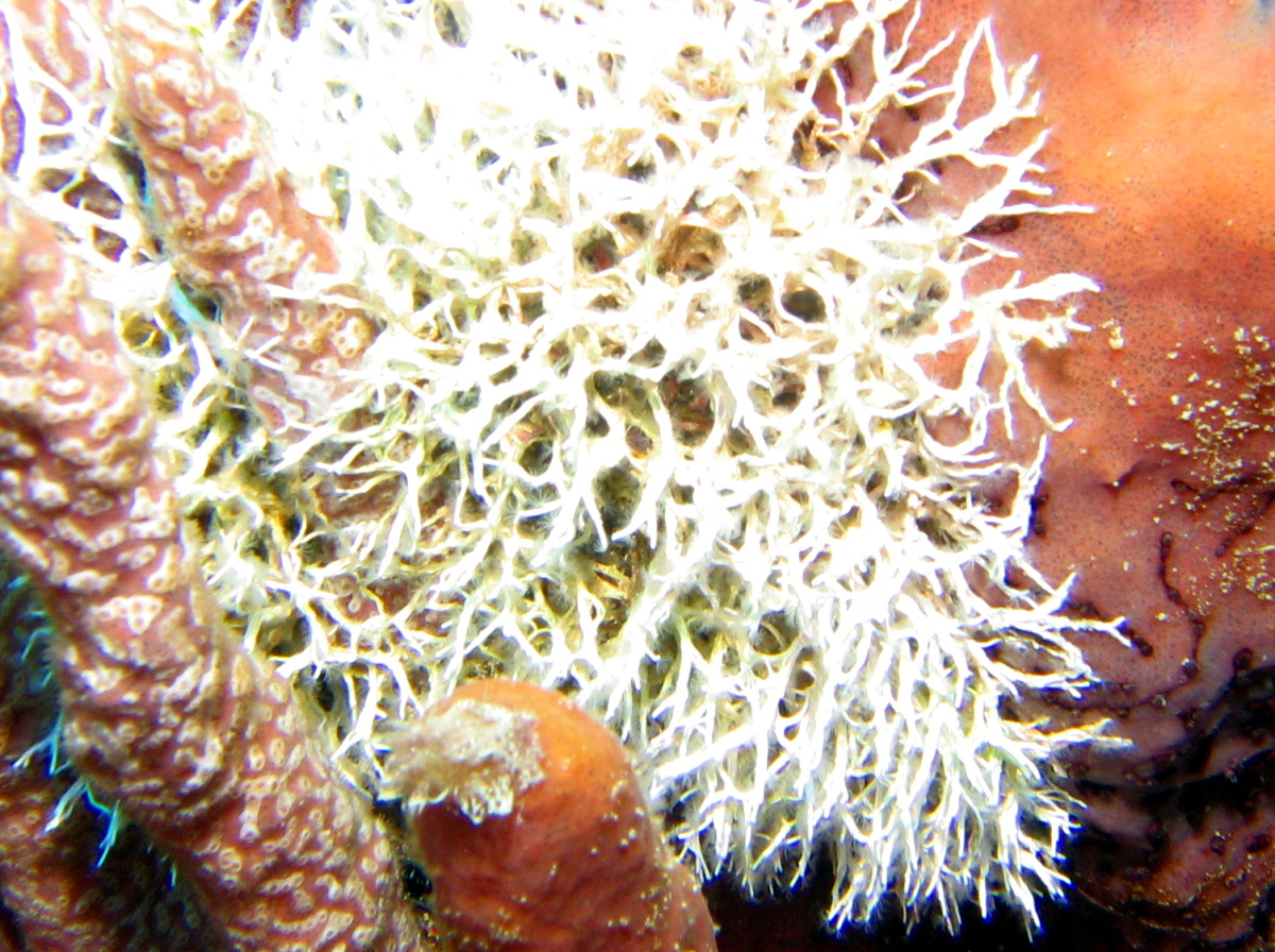 Sea Frost - Salmacina huxleyi