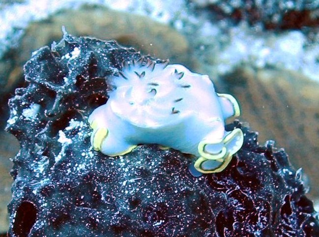 Red-tipped Sea Goddess - Glossodoris sedna