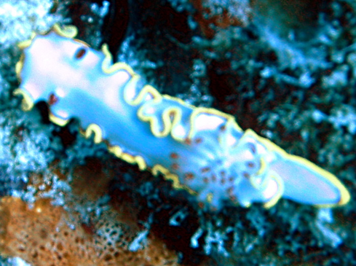 Red-tipped Sea Goddess - Glossodoris sedna
