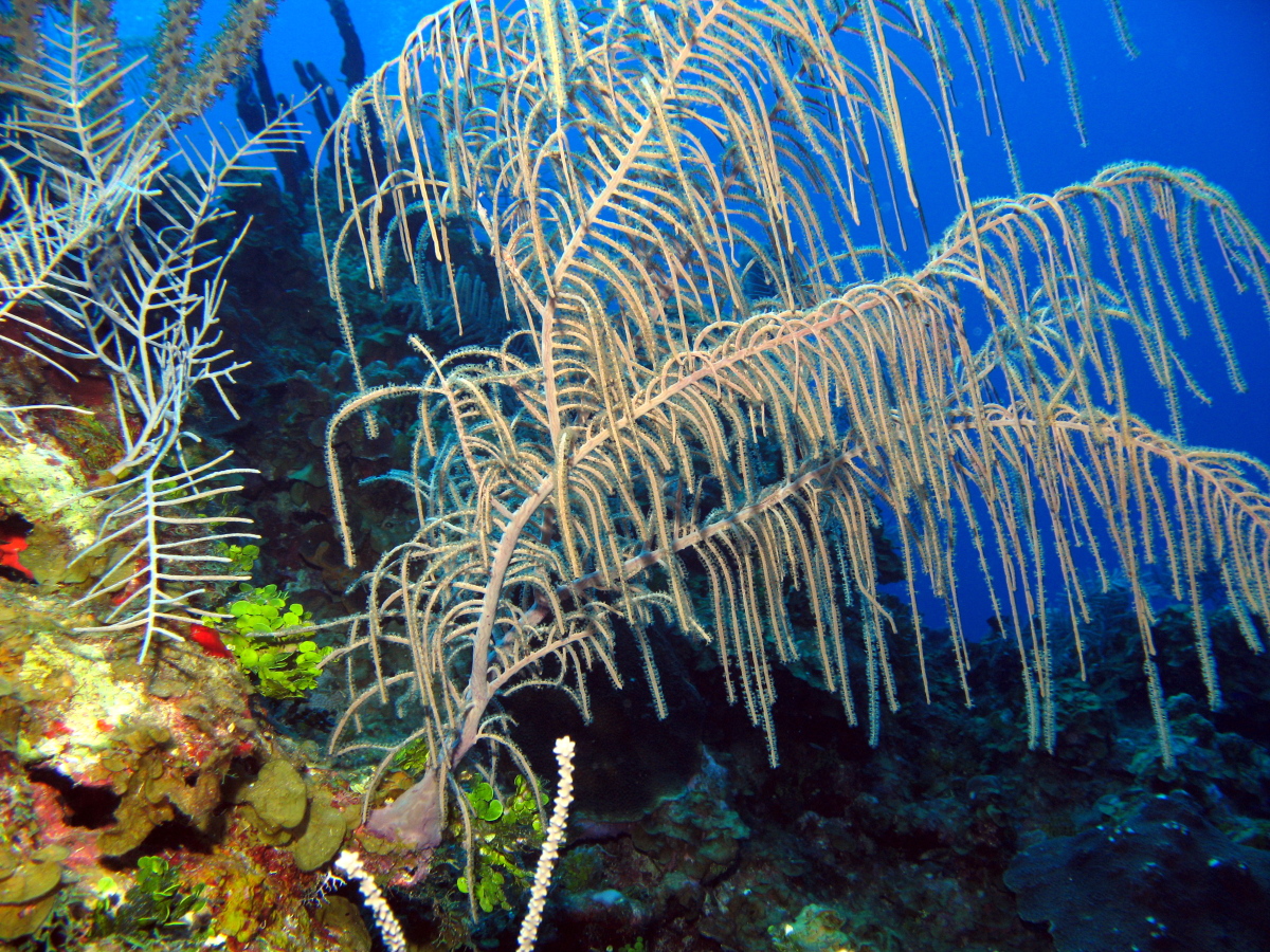Sea Plumes - Pseudopterogorgia spp.