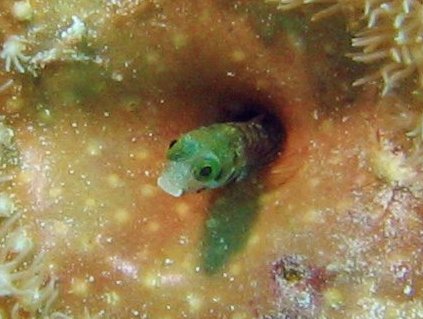 Secretary Blenny - Acanthemblemaria maria