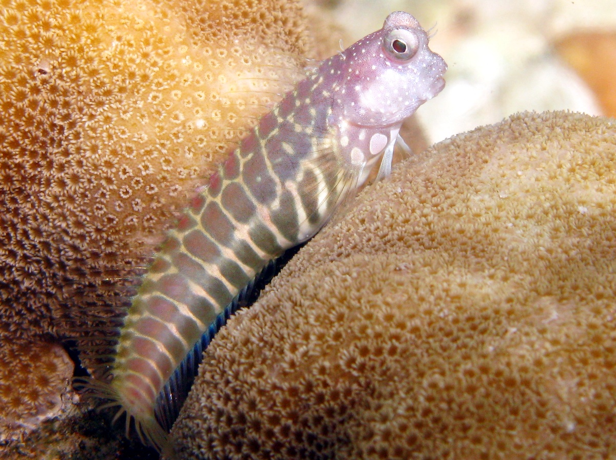 Segmented Blenny - Salarias segmentatus