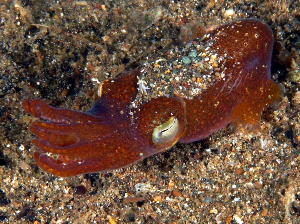 Tropical Bottletail Squid - Sepiadarium kochi