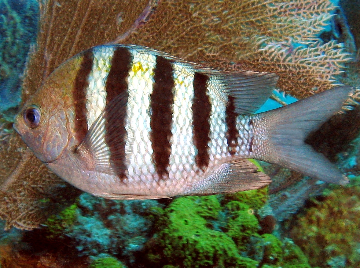 Sergeant Major - Abudefduf saxatilis