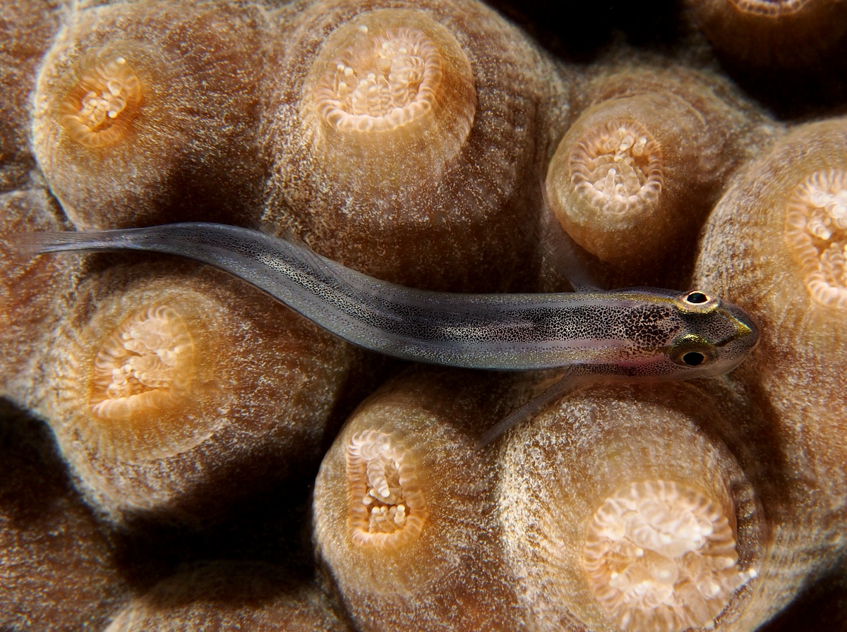 Sharknose Goby - Elacatinus evelynae