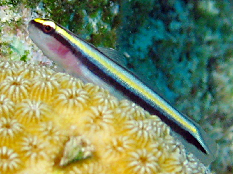 Sharknose Goby - Elacatinus evelynae