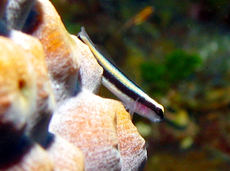 Sharknose Goby - Elacatinus evelynae
