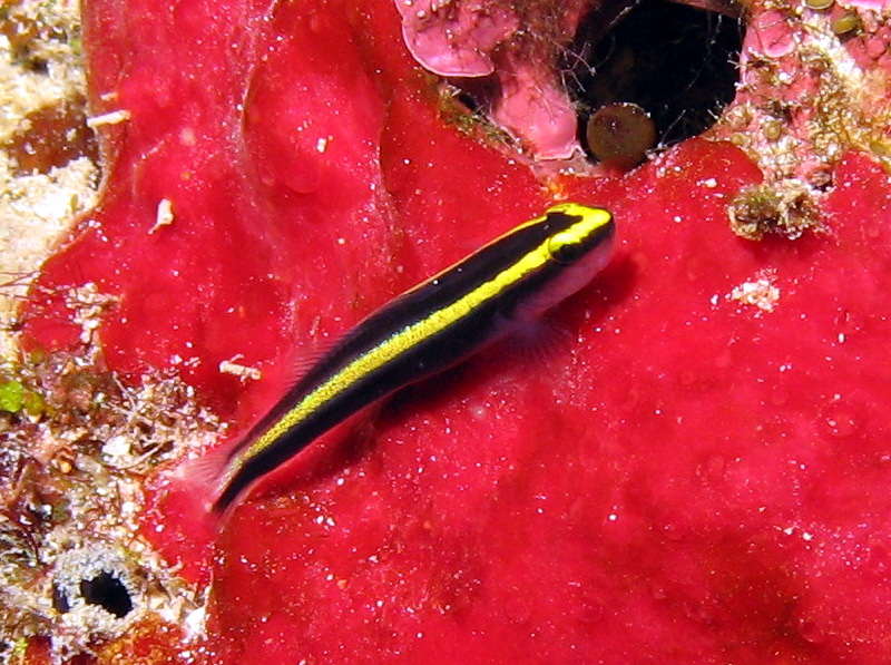 Sharknose Goby - Elacatinus evelynae