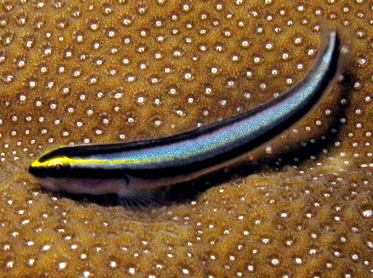Sharknose Goby - Elacatinus evelynae