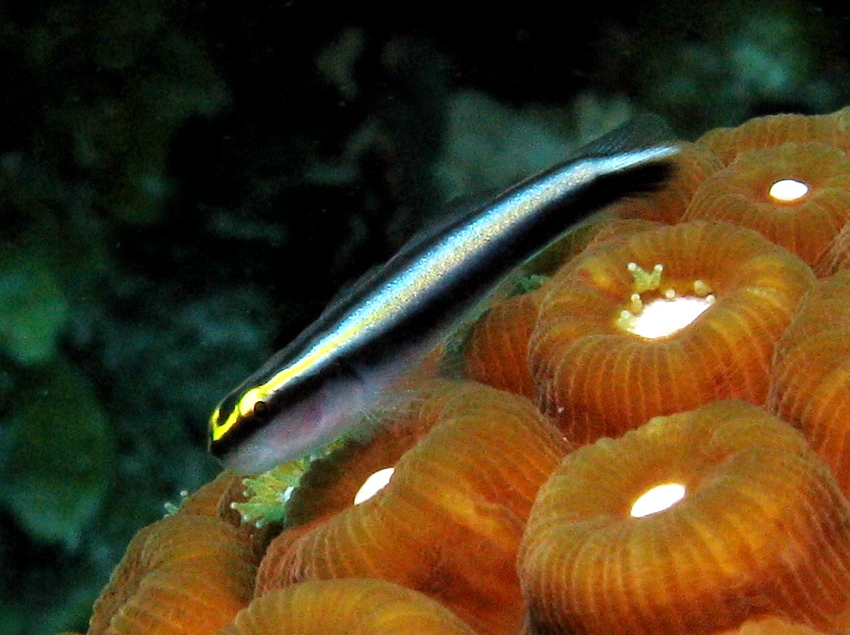 Sharknose Goby - Elacatinus evelynae