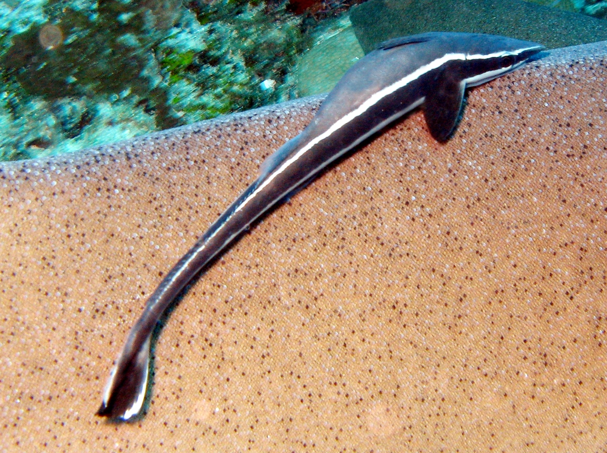 Sharksucker - Echeneis naucrates