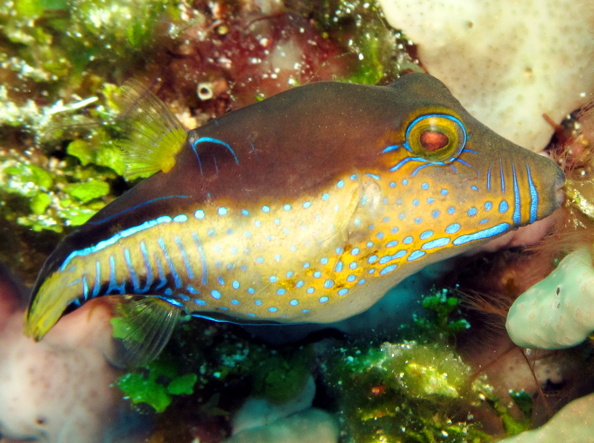 Sharpnose Puffer - Canthigaster rostrata