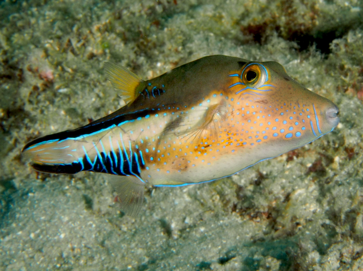 Sharpnose Puffer - Canthigaster rostrata